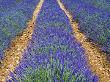 Row Of Cultivated Lavender In Flower, Provence, France. June 2008 by Philippe Clement Limited Edition Print