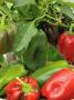 Home Grown Greenhouse Peppers 'Lany', Freshly Picked In Bowl, Ready For Kitchen, Uk by Gary Smith Limited Edition Print