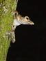 Collett's Tree Frog On Tree Trunk, Sukau, Sabah, Borneo by Tony Heald Limited Edition Print