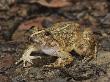 Kuhl's Creek Frog Danum Valley, Sabah, Borneo by Tony Heald Limited Edition Print