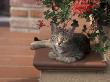 Tabby Cat Resting On Garden Terrace, Italy by Adriano Bacchella Limited Edition Print
