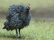 Helmeted Guineafowl Portrait With Feather Fluffed Up, Tanzania by Edwin Giesbers Limited Edition Print