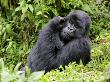 Male Silverback Mountain Gorilla Scratching Face, Volcanoes National Park, Rwanda, Africa by Eric Baccega Limited Edition Print