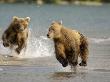 Brown Bears Chasing Each Other Beside Water, Kronotsky Nature Reserve, Kamchatka, Far East Russia by Igor Shpilenok Limited Edition Pricing Art Print