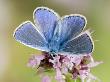 Common Blue Male Feeding On Flower Of Marjoram by Andy Sands Limited Edition Pricing Art Print