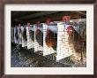 Chickens Are Shown In Cages At Whiting Farms In Delta, Colorado, On Thursday, June 8, 2006 by John Marshall Limited Edition Print