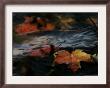 Colorful Maple Leaves Float Along The Shore Of Pinchot Lake In Gifford Pinchot State Park by Carolyn Kaster Limited Edition Pricing Art Print