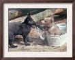 3-Month-Old Brown Bear Olinka, Right, Uses Her Paws To Defend Her Cool Place In The Tub by Fabian Bimmer Limited Edition Print