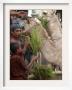 Bangladeshi Children Feed Sacrificial Camel by Pavel Rahman Limited Edition Pricing Art Print