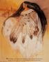 White Buffalo Woman by Pam Mccabe Limited Edition Print