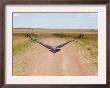 Karibu Over A Dirt Road, Masai Mara Wildlife Reserve, Kenya by Vadim Ghirda Limited Edition Pricing Art Print