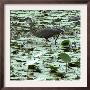 A Great Blue Heron Stalks Its Prey In Marsh In East Montpelier, Vermont, Thursday, August 23, 2001 by Toby Talbot Limited Edition Print
