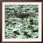 A Great Blue Heron Stalks Its Prey In Marsh In East Montpelier, Vermont, Thursday, August 23, 2001 by Toby Talbot Limited Edition Print