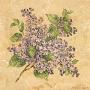 Lilac by Pamela Gladding Limited Edition Print
