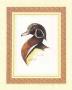 Wood Duck by T. Wood Limited Edition Print