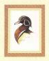 Wood Duck by T. Wood Limited Edition Pricing Art Print