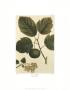 Crab Apple by Francois A. Michaux Limited Edition Print
