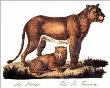 Lioness And Cub by Karl Brodtmann Limited Edition Pricing Art Print
