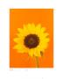 Sunflower, Burnt Yellow On Orange by Masao Ota Limited Edition Print