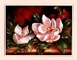 Magnolias On Red I by Peggy Thatch Sibley Limited Edition Print