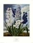 Hyacinths by Dr. Robert J. Thornton Limited Edition Print