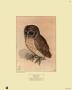 The Little Owl, 1508 by Albrecht Dã¼rer Limited Edition Print