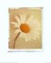 Daisy by Deborah Schenck Limited Edition Pricing Art Print