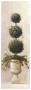Three Ball Topiary by Welby Limited Edition Pricing Art Print