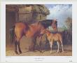 Mare And Foal In A Stable Yard by Alfred Carbould Limited Edition Pricing Art Print