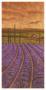 Soleil De Provence Ii by Stephen Mitchell Limited Edition Print