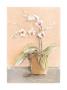 Orchid Variation I by Timothy Baar Limited Edition Pricing Art Print