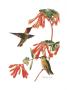 Ruby-Throated Hummer by Patricia Savage Limited Edition Print