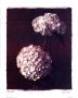 Hydrangea Bouquets by Judy Mandolf Limited Edition Pricing Art Print