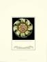 Antique Rosette Vii by Carlo Antonini Limited Edition Print