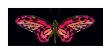 Hybrid Birdwing by Harold Feinstein Limited Edition Print