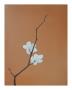 Blossom Ii by Anna Van Zwol Limited Edition Pricing Art Print