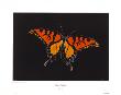 Orange Butterfly by Revo Limited Edition Pricing Art Print