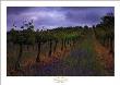 Wendouree Cellar Vineyards by Andy Christodolo Limited Edition Pricing Art Print