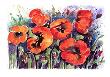 Poppies by Alie Kruse-Kolk Limited Edition Pricing Art Print