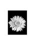 Gerbera by Sara Liu Limited Edition Pricing Art Print