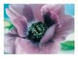 Anemone by Ella Doran Limited Edition Pricing Art Print