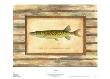 Pickerel by Zachary Alexander Limited Edition Print