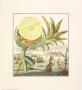 Pineapple Cut Open With Ships by Johann Christof Volckamer Limited Edition Print