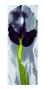 Dark Iris I, C.1927 by Georgia O'keeffe Limited Edition Pricing Art Print