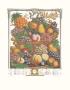 Twelve Months Of Fruits, 1732, October by Robert Furber Limited Edition Print