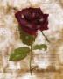 Rose Of Verona Iii by Melissa Mcgill Limited Edition Print