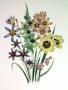 Wand Flowers by Jane W. Loudon Limited Edition Print