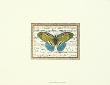 Butterfly Harmony Ii by Albertus Seba Limited Edition Print