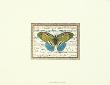Butterfly Harmony Ii by Albertus Seba Limited Edition Print