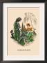 Scabieuse Et Souci by J.J. Grandville Limited Edition Print